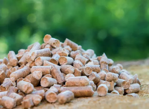 Holzpellets auf einem Baumstumpf in einem Wald.